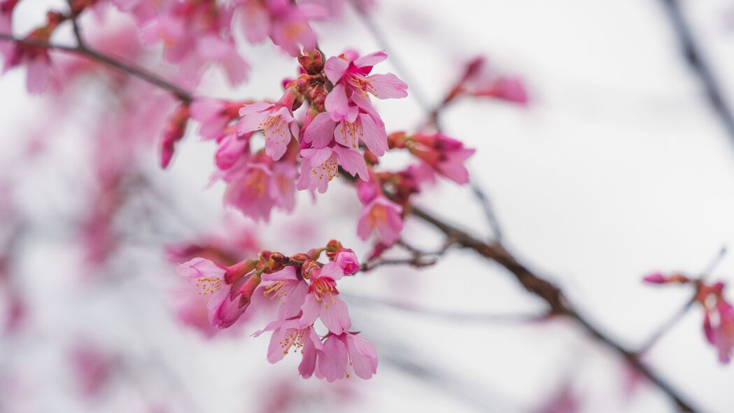 樱花盛放，粉红梦幻树枝，模糊艺术感，4K超清壁纸3840x2160免费下载