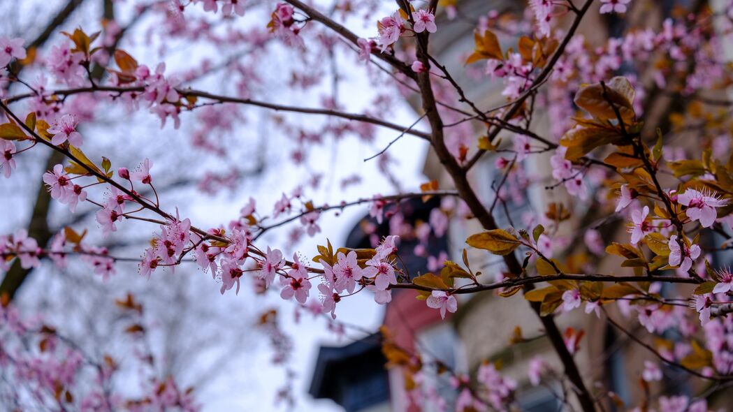 春日樱花盛宴，绝美花瓣树枝4K高清壁纸，3840x2160分辨率畅享下载