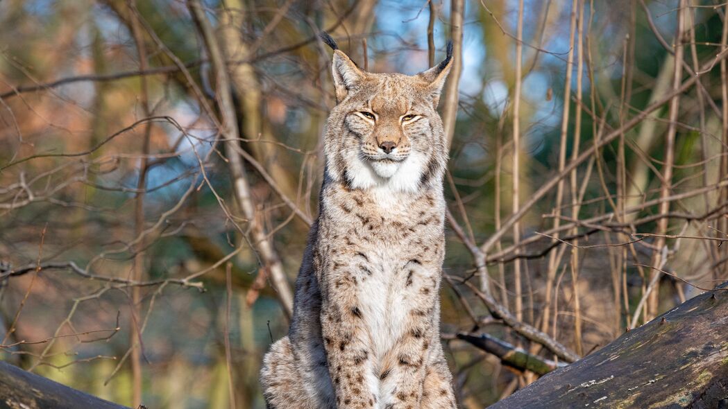 山猫捕食者大猫高清4K壁纸，树枝背景，3840x2160分辨率，免费下载