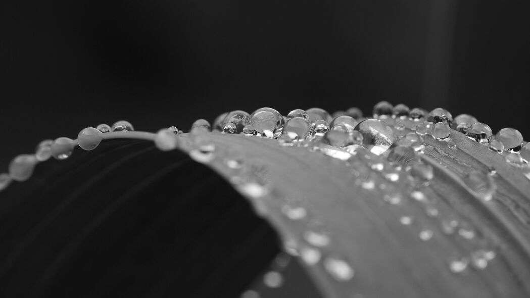叶子曲线水滴之美，宏观视角下的黑白艺术，4K高清壁纸（3840x2160）免费下载