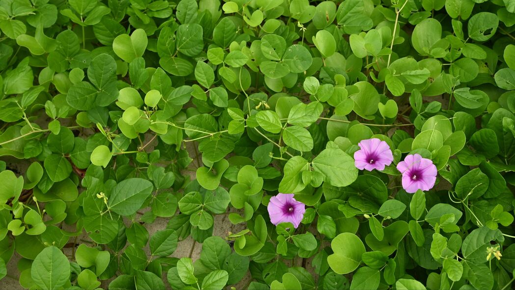 牵牛花绽放之美，高清4K壁纸，树叶花朵细腻呈现，3840x2160分辨率下载