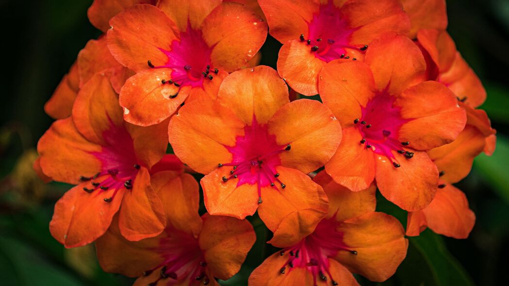 杜鹃花高清壁纸，橙色与粉红花瓣之美，4K超清3840x2160分辨率下载