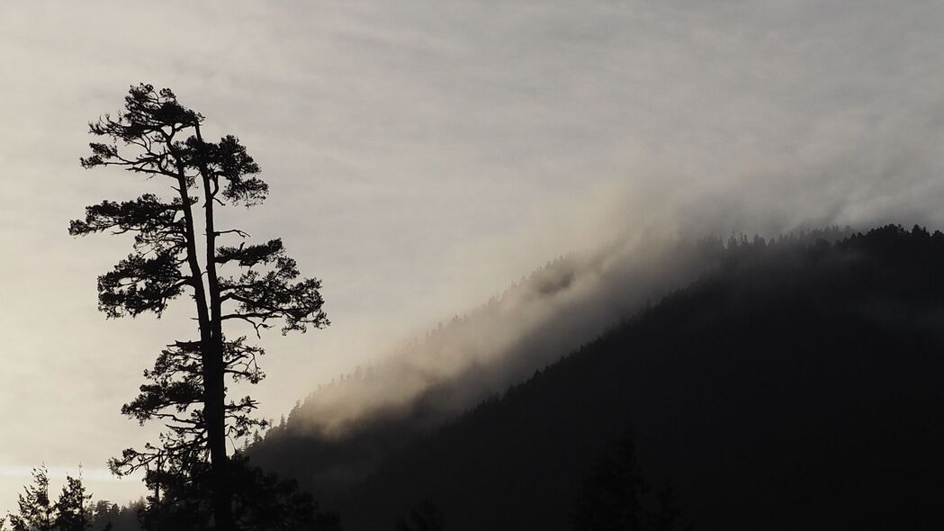 自然之韵，树影剪影雾景，高清4K黑白壁纸，3840x2160超清下载