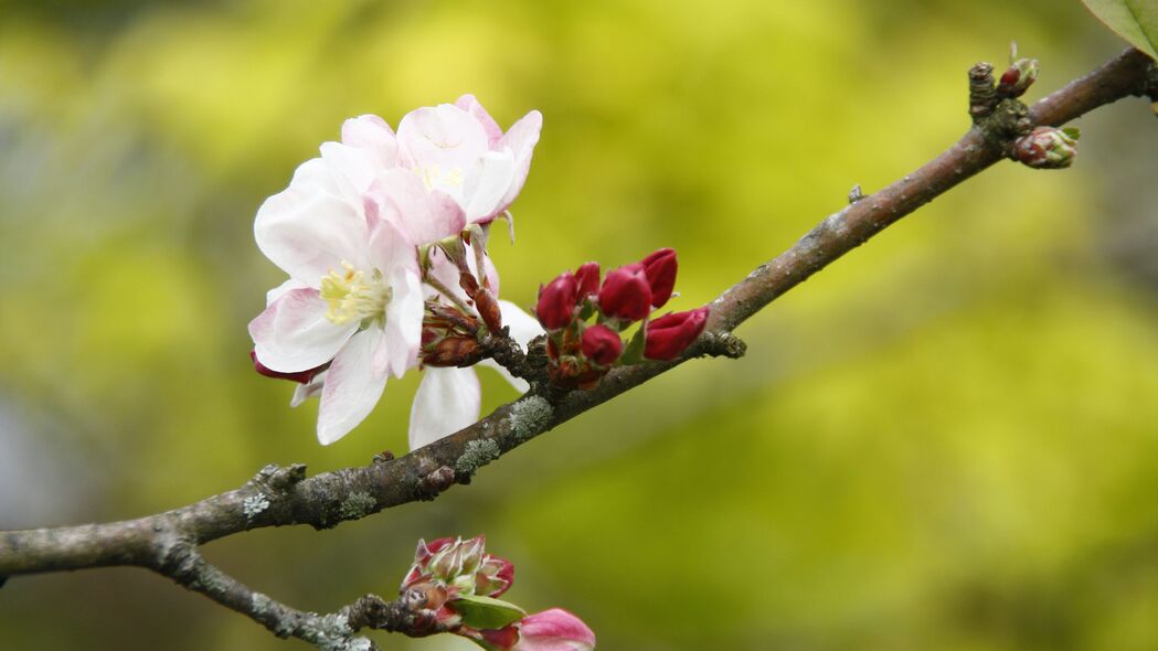苹果树盛景，绚丽花瓣与嫩芽，4K高清壁纸，3840x2160分辨率，免费下载