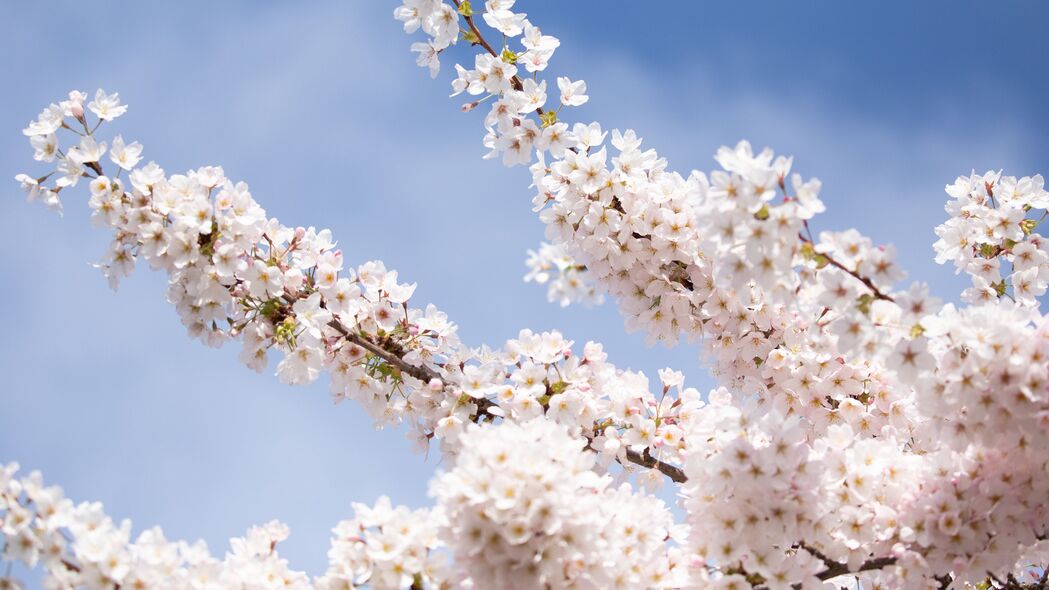 樱花绽放，浅色花瓣与树枝交织，绝美4K高清壁纸（3840x2160）免费下载