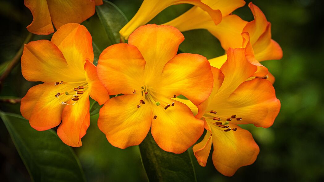 杜鹃花绽放之美，橙色黄色花瓣高清4K壁纸，3840x2160超清下载