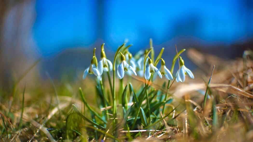 绝美雪花莲4K壁纸，高清花朵草甸背景，3840x2160分辨率畅享下载