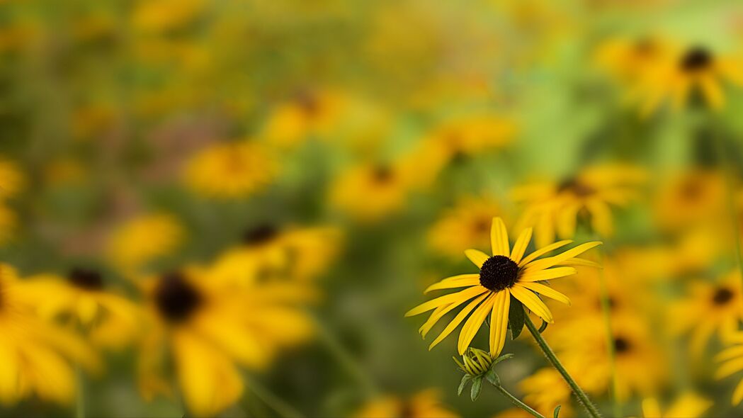 Rudbeckia花瓣朦胧之美，高清黄色4K壁纸，3840x2160超清分辨率，一键下载