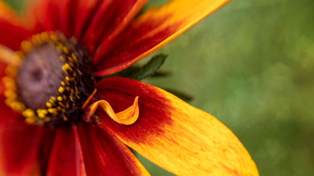 Rudbeckia花瓣模糊美，高清4K红色宏观壁纸，3840x2160分辨率，免费下载