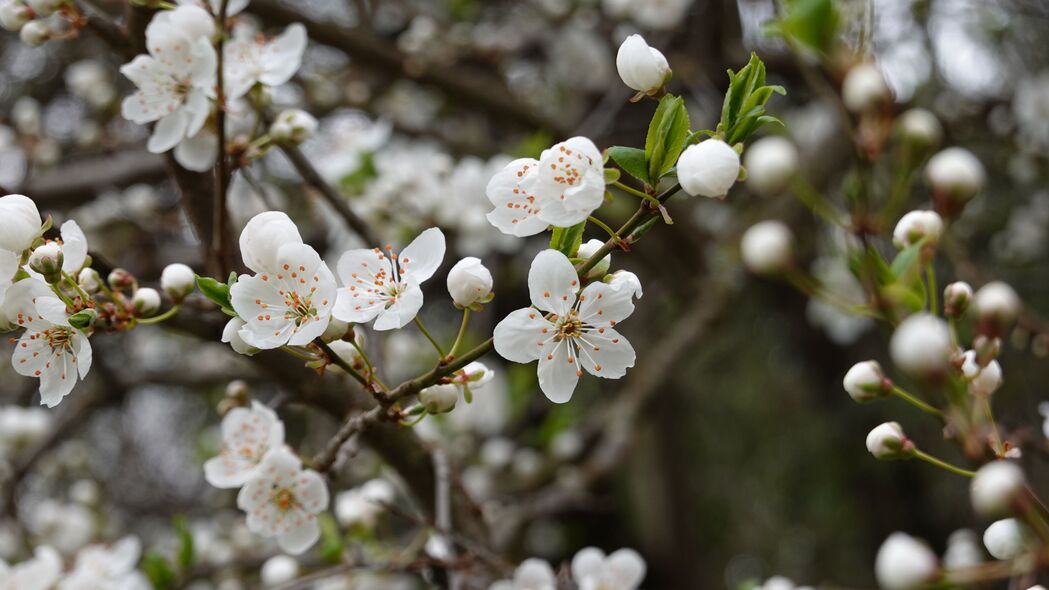 樱桃花瓣绽放瞬间，树枝朦胧之美，4K高清白色背景壁纸3840x2160免费下载