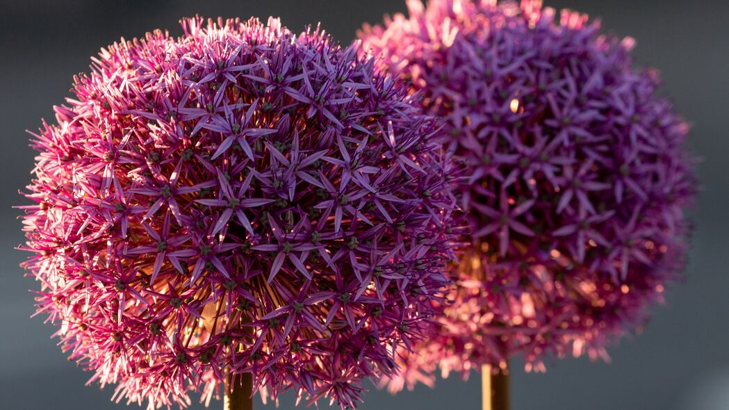 葱花植物4K超清壁纸，3840x2160高清背景图片，一键下载