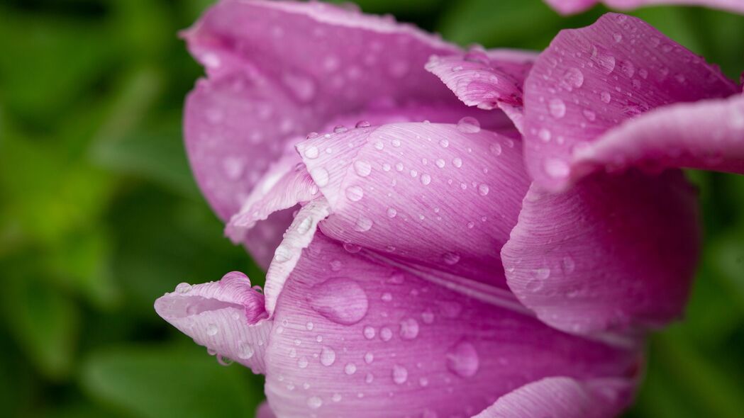 郁金香花瓣水滴微距4K高清壁纸，水韵之美，3840x2160超高清下载