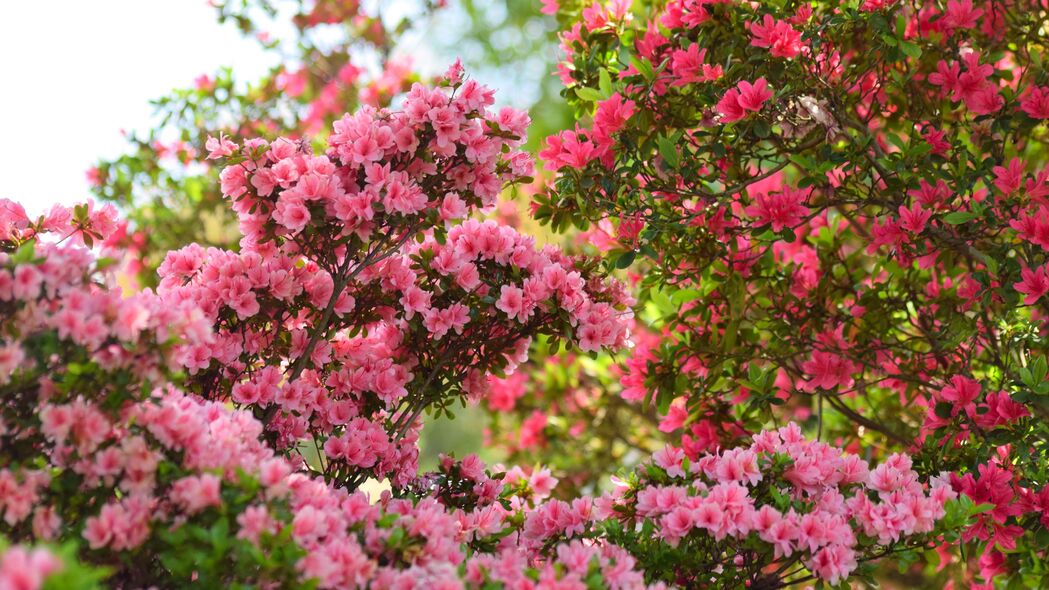 杜鹃花粉红花叶4K超高清壁纸，3840x2160精美背景图下载