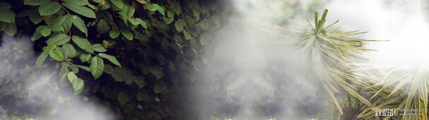 花朵梦幻素材库，高清PNG透明背景图片及其他设计元素下载