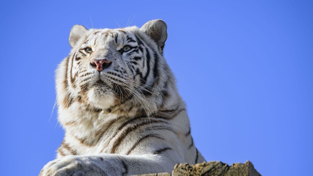 老虎捕食者霸气登场，超清4K大猫爪子动物壁纸，3840x2160高清下载