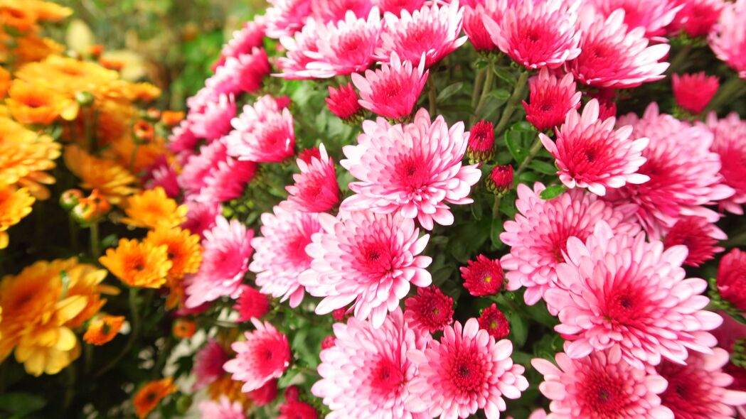 粉红菊花4K高清壁纸，精致花瓣花朵，3840x2160超高清下载