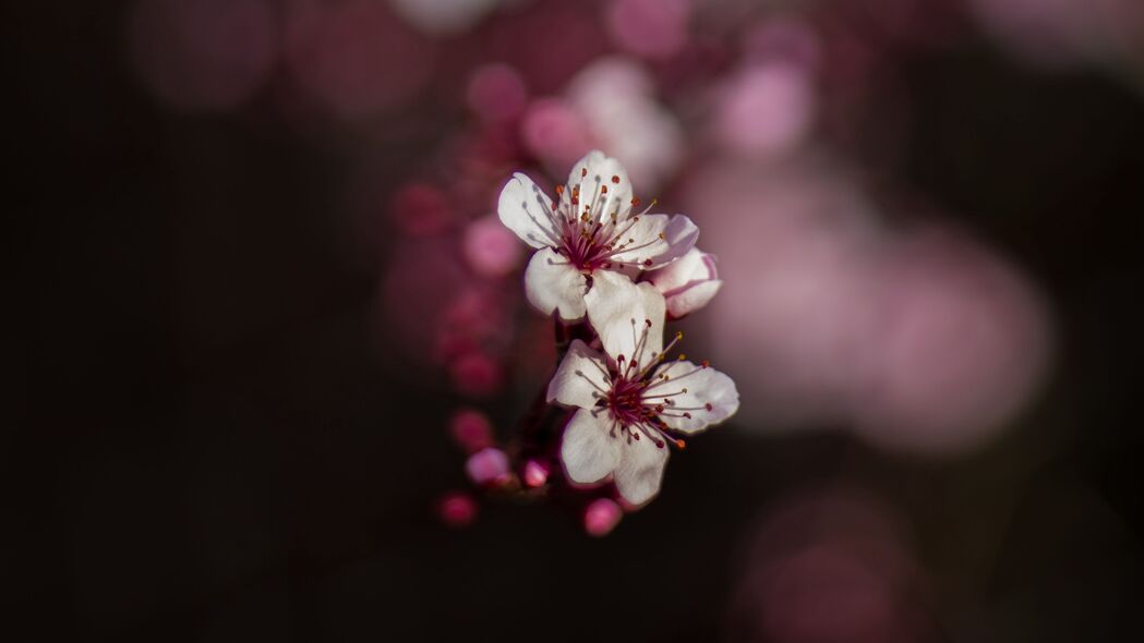 樱花盛景，唯美Bokeh特效，超高清4K壁纸，3840x2160分辨率，一键下载