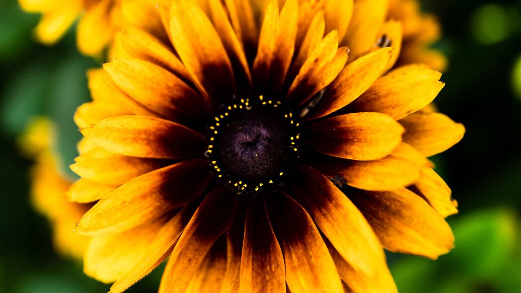 Rudbeckia花瓣模糊4K壁纸，3840x2160高清背景图片，免费下载