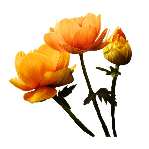黄色花朵PNG透明图片，高清漂浮花瓣设计素材，免费下载