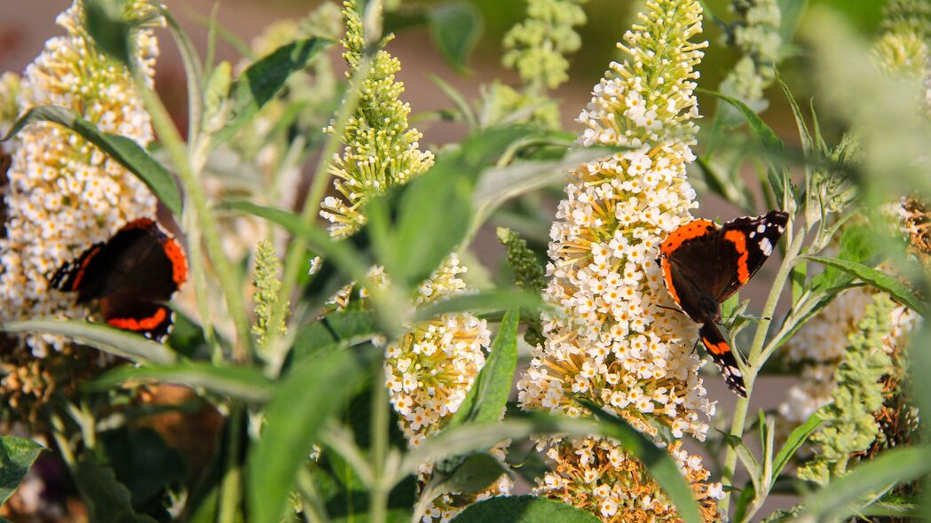 夏日蝴蝶舞动，Buddleja花绽放自然之美——4K高清壁纸免费下载（3840x2160）