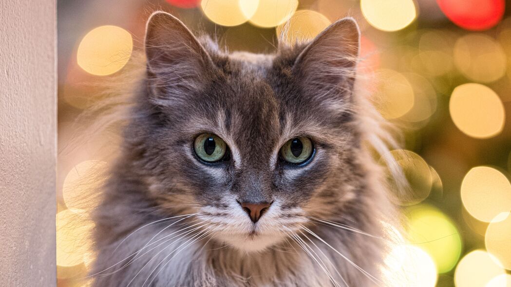 猫影朦胧，精选4K宠物壁纸，超清3840x2160动物图片，一键下载