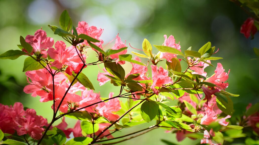 杜鹃花盛开美景，树枝叶片清晰呈现，4K超高清壁纸，3840x2160免费下载