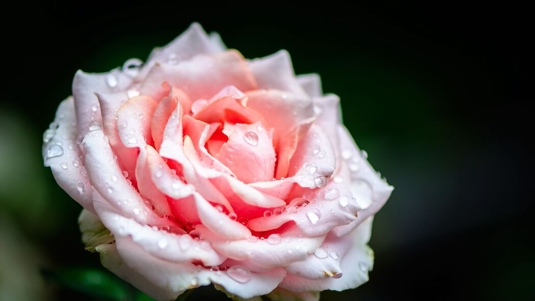 粉色玫瑰花瓣雨滴高清壁纸，绝美4K背景图片，3840x2160分辨率，免费下载