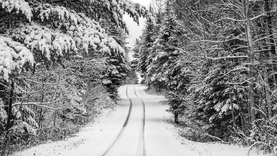 冬日雪景，树木森林道路高清4K壁纸，3840x2160超清大图免费下载