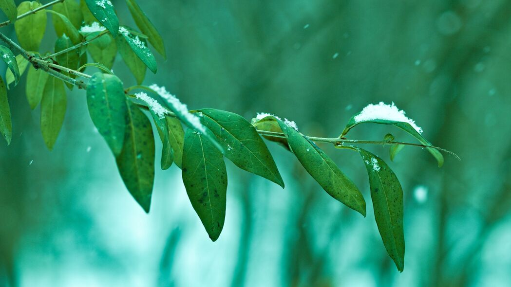 树枝树叶雪景宏美，绿色4K高清壁纸，3840x2160分辨率，免费下载
