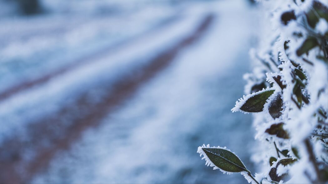 冬日霜雪树叶美景，4K超高清壁纸，3840x2160分辨率，免费下载