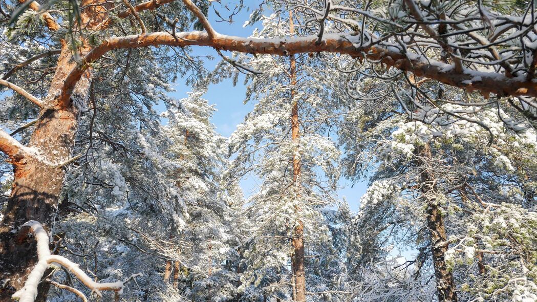 冬日森林雪景高清4K壁纸，树木披银装，自然之美尽在3840x2160画质