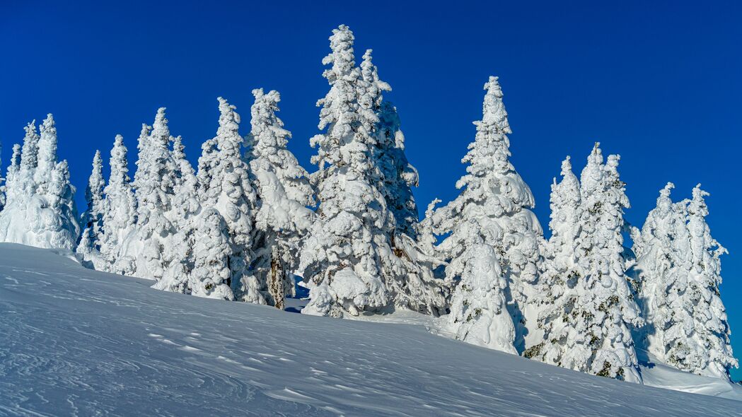 冬日雪景高清壁纸，4K超清自然白树风光，3840x2160分辨率免费下载