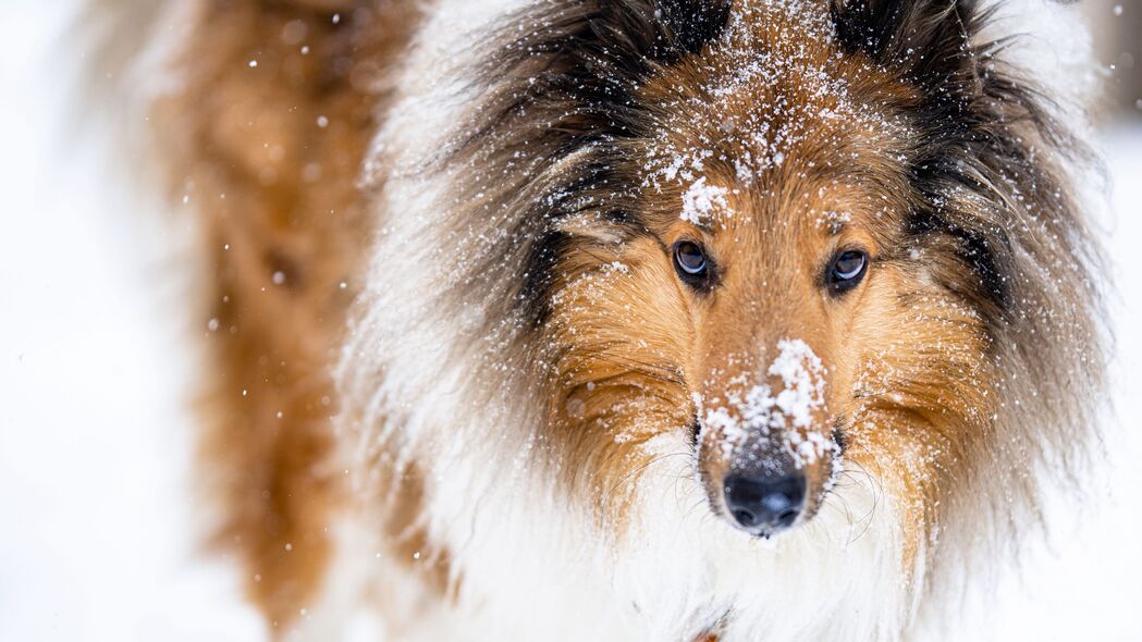 雪地牧羊犬高清壁纸，4K宠物图片，3840x2160分辨率，免费下载