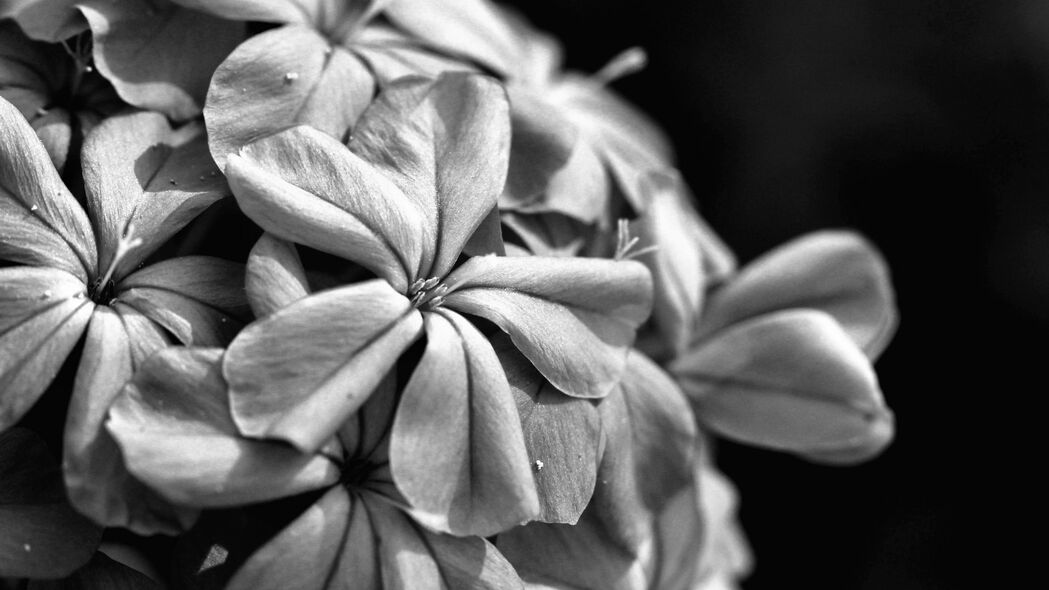 绝美花朵微距黑白摄影，4K高清壁纸，3840x2160分辨率，免费下载