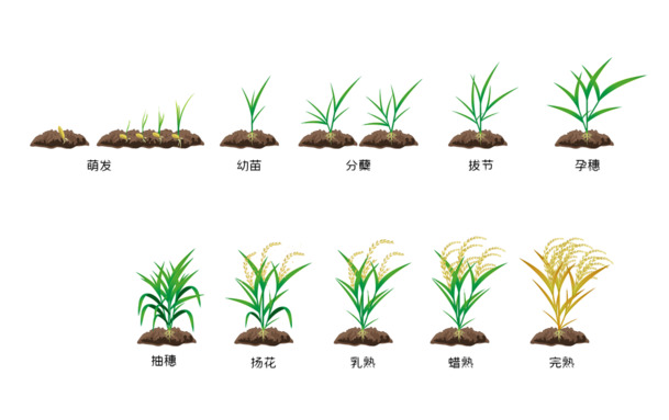 水稻成熟过程，高清PNG透明图片，植物装饰元素，免费下载设计素材