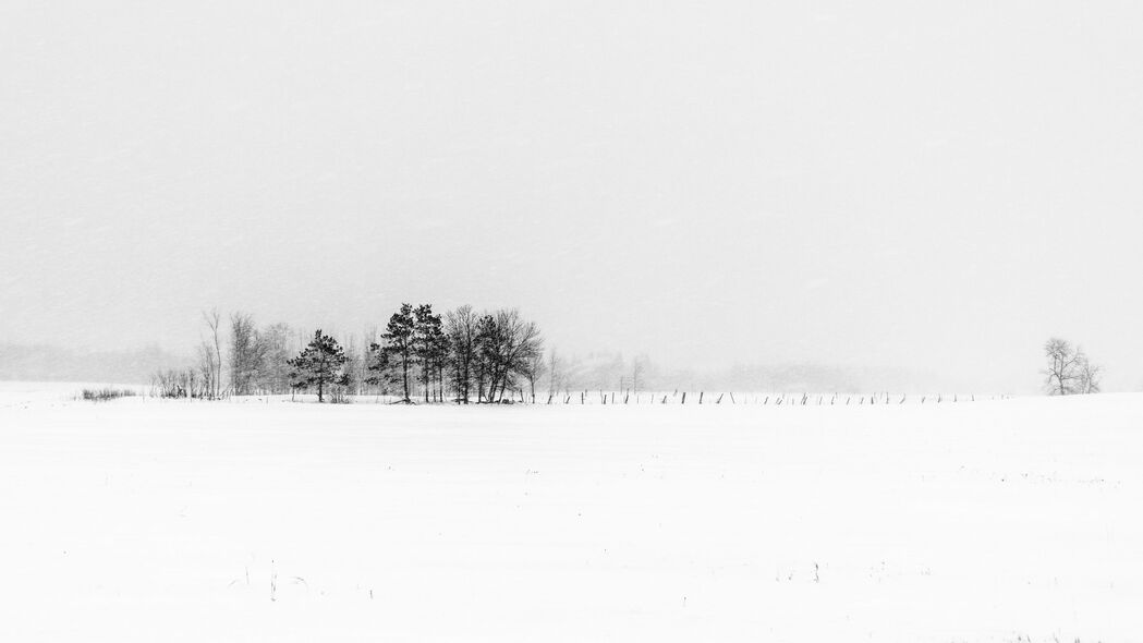 冬日树木雪景，雾漫自然之美，4K高清壁纸3840x2160，免费下载欣赏