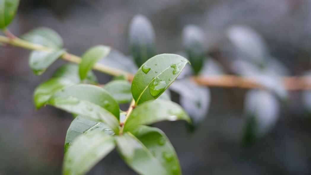 分支树叶水滴宏模糊4K壁纸，高清3840x2160背景图片，一键下载尽享视觉盛宴