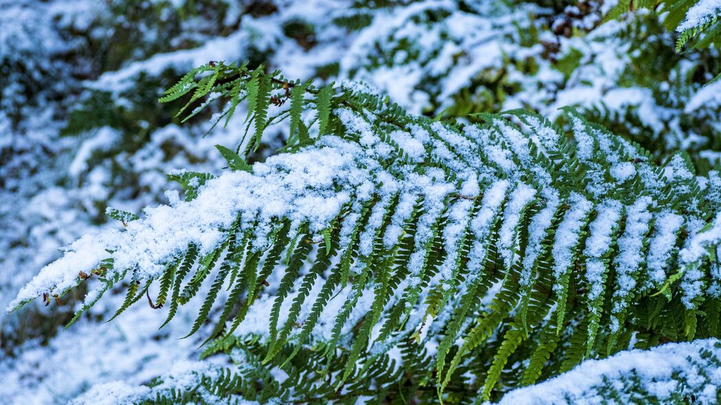 蕨叶雪景高清4K壁纸，绿色宏观视角，3840x2160分辨率精美背景图片下载
