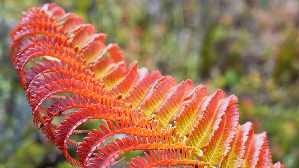 蕨类植物红黄叶色惊艳，高清4K宏观壁纸，3840x2160超高清下载