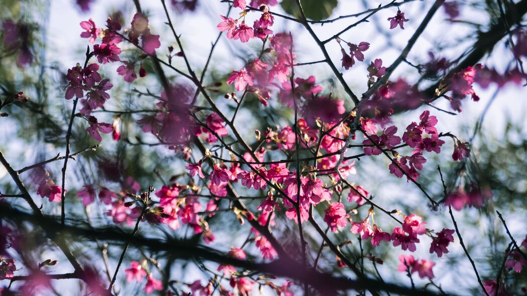 高清4K樱花壁纸，粉红花枝微距之美，3840x2160分辨率任你下载