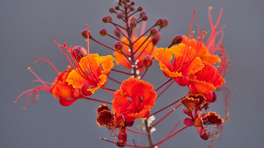 宏美红瓣，植物花朵高清4K壁纸，3840x2160超清背景图片下载