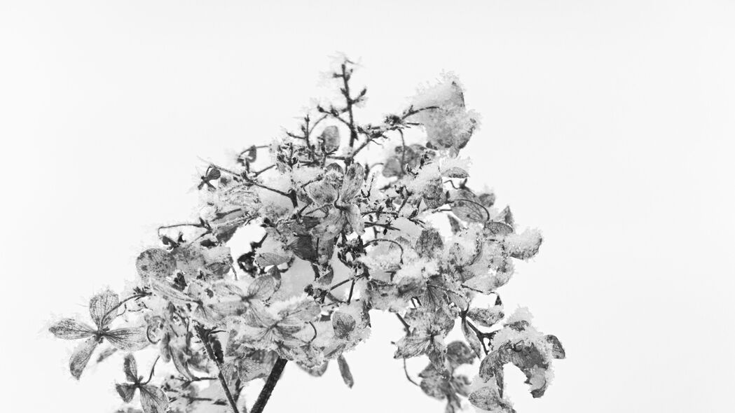 分支干雪宏黑白主题，4K超高清3840x2160壁纸，精选白色背景图片下载
