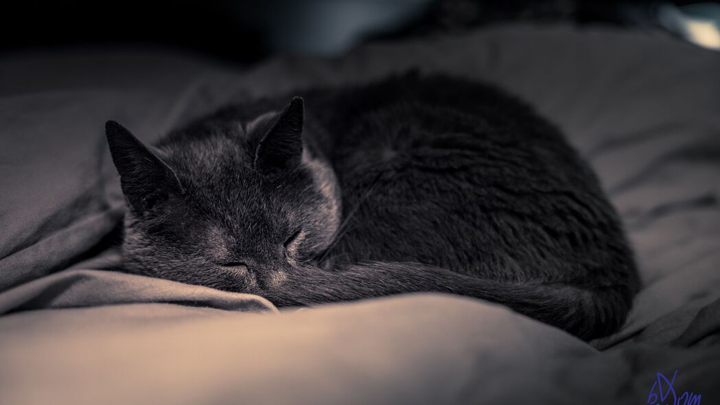 超萌猫咪4K壁纸，宠物睡眠瞬间，可爱蓬松，高清3840x2160下载