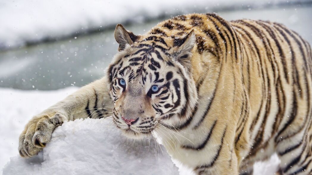 孟加拉虎冬日雪景高清壁纸，白色大猫4K美图，3840x2160分辨率下载