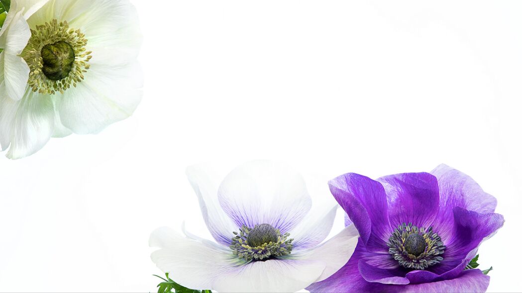 花朵绽放，紫白双色花瓣绝美4K壁纸，高清3840x2160背景图片下载