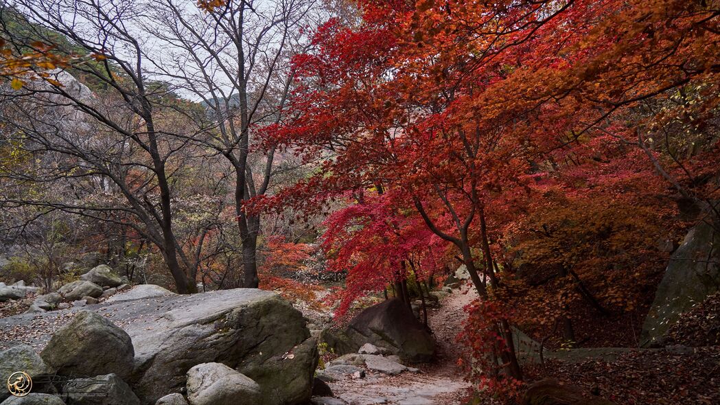 秋日树影石头路径，绝美4K风景壁纸，高清3840x2160免费下载