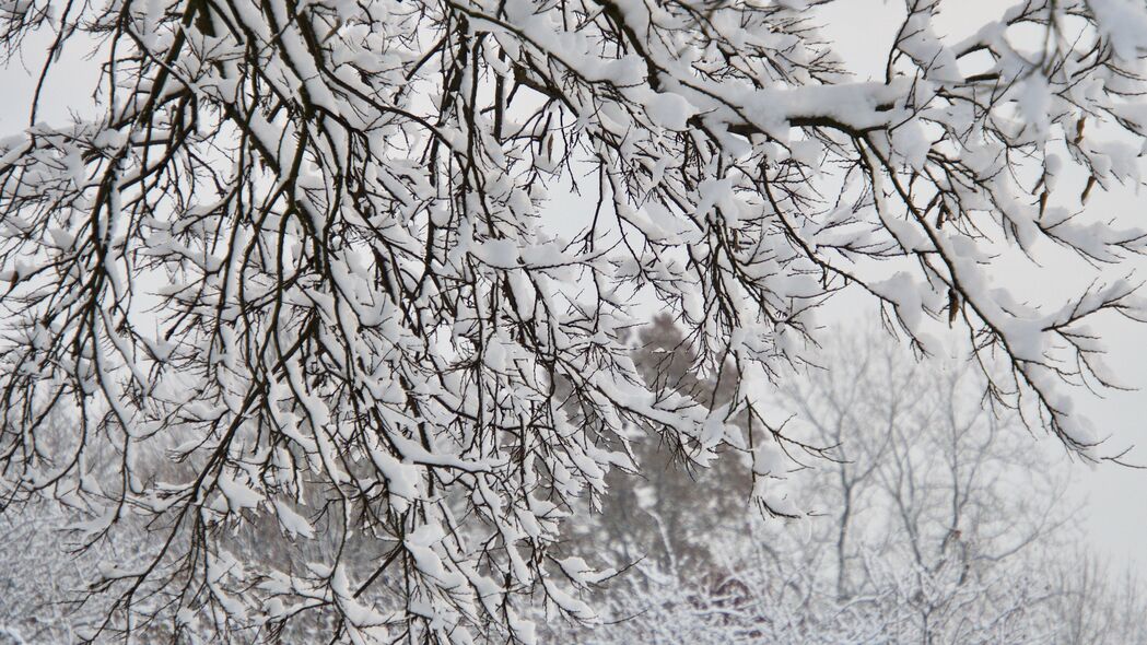 冬日雪景树枝白，4K高清壁纸下载享