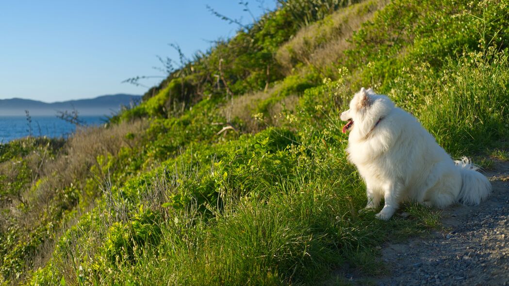 萨摩耶萌犬，舌头抢镜，草地蓬松，4K高清壁纸，3840x2160精美动物图片下载