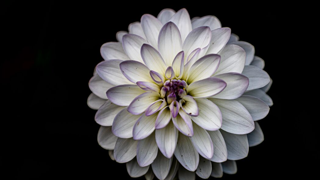 大丽花白色花瓣高清宏观4K壁纸，3840x2160分辨率，精美背景图片下载