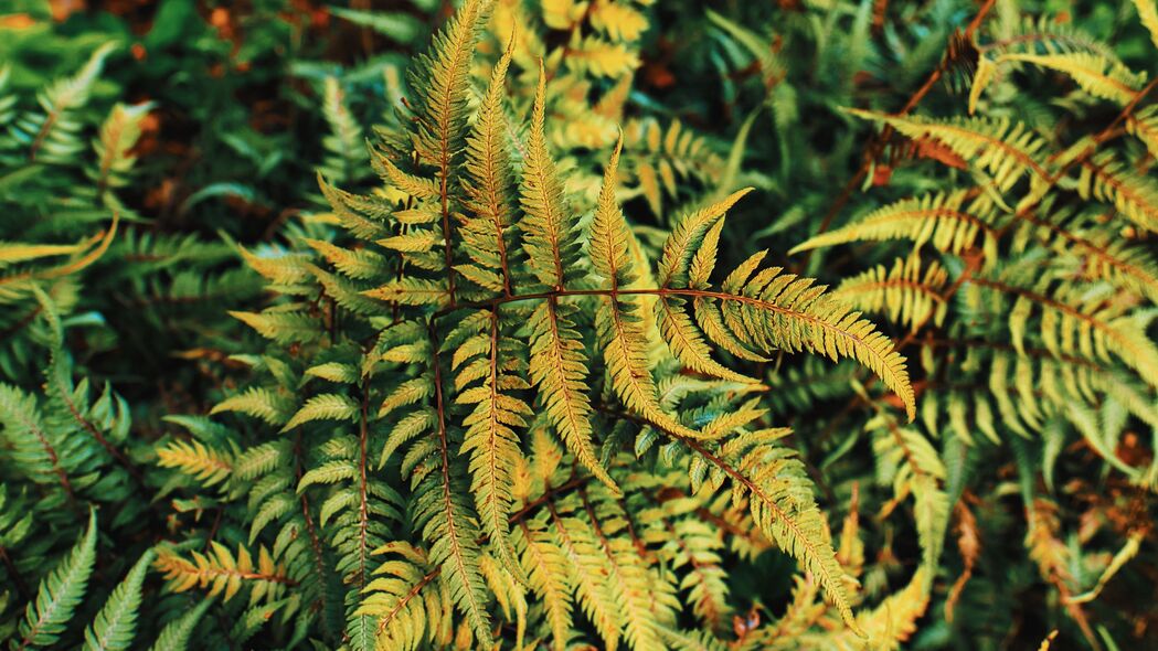 蕨类植物秋季绿色树叶4K高清壁纸，3840x2160分辨率背景图片下载